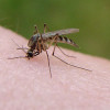 350px-mosquito_bite_from_flickr