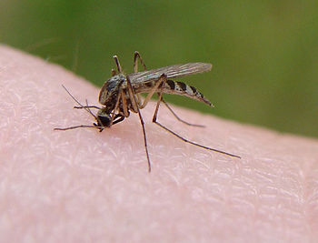 English: A mosquito biting the photographer